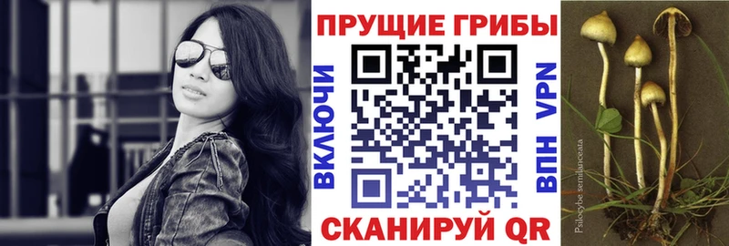 Псилоцибиновые грибы прущие грибы  Мурино 